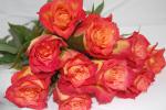 Rose LAMPION